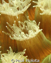 Coral polyps feeding at night. Bonaire. Canon XTi 100mm. by Paul Holota 